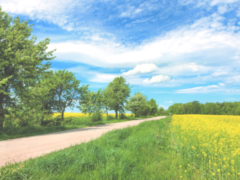 road-in-springtime